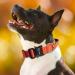 Tspro Premium Adjustable Dog Collar with Handle - Heavy-Duty Quick Lock Metal Buckle for Small to Extra Large Dogs - Orange (Size M: 37-46cm) - Buy Online on GoSupps.com