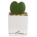 Costa Farms Live Indoor Hoya Heart, Succulent-Like Plant, White Ceramic 5-Inches Tall, Love Balloon Ceramic Love Ceramic Love Balloon Ceramic