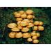 Portal Cool 30 G with Sheath Woodtuft kuehneromyces mutabilis Grain Dry Mycelium 10g or 30G Ukraine - Buy Online on GoSupps.com