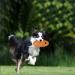 GERUI Dog Frisbee - Bite-Resistant Interactive Toy for Large & Medium Dogs | Outdoor Pet Play (Orange) - Buy Online on GoSupps.com