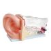 Scientific Research Human Ear Model 5 Times Life-Size Model with 6 Parts Showing Major Regions of The Ear Teaching Supplies