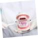 Kichouse Toy 1 PC Tooth Model - Standard Typodonto Dental Health Model for Kids | Eco-Friendly Plastic - Buy Online on GoSupps.com