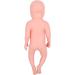 High Simulation Plastic Baby Doll for Teaching withFeatures Easy to Clean Suitable for Colleges and Clinical Training - Buy Online on GoSupps.com