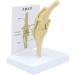 Natural Knee -Size Knee Articulation Model for Pets Veterinarily Model Knee Articulation Model Show Ligamenti Knee Model Knee - Buy Online on GoSupps.com