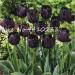 50 st SEEDS Double Tulip Flowers for Black