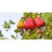 Clevera Organic Whole Cashews 12 Ounces - Fresh - Raw -Kosher - HACCP - Small Batch - Sustainably Sourced - Straight from The Farm - Non-GMO - Gluten Free - Buy Online on GoSupps.com