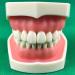 DYTAH Dental Teeth Model - Standard 28 Tooth Study Demo | Removable Adult Teeth Model for Dental Education - Buy Online on GoSupps.com
