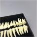 Fhuili 1-to-1 Monochrome Permanent Teeth Model - 28 Artificial Dentures with Roots for Dental Teaching & Simulation - Buy Online on GoSupps.com