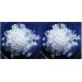 Pack of 2X 100g water kefir mushroom / Japanese crystals + instructions + recipes + help and advice in German - KEFIRALIA