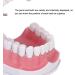 Tooth Model with Toothbrush - Standard Dental Cavity Demonstration for Oral Hygiene Education | Perfect for Hospitals & Kindergartens - International Shipping - Buy Online on GoSupps.com