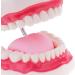 6x Magnification Dental Care Model - Mouth Teeth & Tongue with Toothbrush | Enhance Dental Education & Hygiene - Buy Online on GoSupps.com