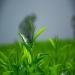 250 g de th vert Xinyang Maojian Th Mao Jian chinois aromatique - Buy Online on GoSupps.com