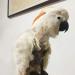 Hemobllo Parrot Anti-Bite Collar | Bird Recovery & Safety Neck Cover | Wound Healing & Feather Protection - Buy Online on GoSupps.com