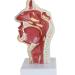 Nasal Cavity Oral Cavity Throat Lesion Model Rhinitis Polyp Tonsillitis-with Base-Medical Research-23 x 11 x 11Cm