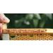 The Nature Queen 100% Raw Bee Propolis from Romania 20g - Natural Antibiotics for Infection & Immune System Booster - Organic Bees Products (Pack of 1) - Buy Online on GoSupps.com