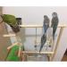 Parrots Playstand Bird Playground Wood Perch Gym Stand Playpen Ladder with Toys Exercise Playgym for Conure Lovebirds - Buy Online on GoSupps.com