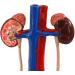 YOtat 1 to 1 Size Urinary System Model Renal Arteriovenous Bladder-4 Parts- Dissected Structure of Kidney-Internal Structure of Bladder  - Buy Online on GoSupps.com