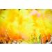 Cock Brand Herbal Gold Gulal (MultiColor-5Pack) 100% Natural and Herbal Gulal Organic Coloured Powder Non-Toxic and Skin-Friendly Holi Gulal Holi Celebration Herbal Gold-5pack - Buy Online on GoSupps.com
