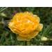 Buy Hua Xian Zi Moss Rose Seeds - 10 000+ Mixed Colors - Portulaca Grandiflora - Fresh International Shipping - Buy Online on GoSupps.com