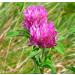 Black Cohosh Tea for Menopause | Herbal Relief for Hot Flashes & Cramps | 42-Day Menopause Herbal Tea with Red Clover | Women's Wellness - Buy Online on GoSupps.com