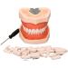 Dental teeth model demonstration model teeth teaching model tooth model with soft gums and removable teeth dental model for dentist communicates with patients B-28 (standard) +28 (spare)