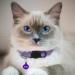Hepplly 2-Pack Reflective Cat Collars with Bell - Quick Release Kitten Collars (Purple) | Shop Internationally - Buy Online on GoSupps.com