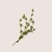 Alqvimia Thyme Essential Oil 10 ml 300 g - Buy Online on GoSupps.com