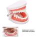 Standard Tooth Model - 28 Pieces for Adults & Kids | Dentures Artificial Teeth Educational Display - Buy Online on GoSupps.com