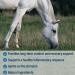 Bute-Less Comfort & Recovery Supplement Pellets | 80 Day Supply for Horses - Buy Online on GoSupps.com