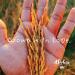4 Sisters Long Grain White Rice â€“ Enriched 80 oz | Premium Quality - Buy Online on GoSupps.com