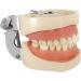 ZCBYBT Dental Preparation Model - 28 Replaceable Oral Practice Teeth & Soft Gums | International Shipping Available - Buy Online on GoSupps.com