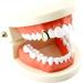 Zonfer Single Tooth Cap - Hip Hop Grill Decoration & Hollow False Teeth for Cosplay | Unique Body Jewelry - Buy Online on GoSupps.com