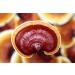 CEO Caf - Brazilian Arabica Coffee Enriched with Yung Kien Ganoderma Mushroom and Coconut Oil - No Added Sugar - Buy Online on GoSupps.com