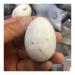 1pcs Natural White Turquoise Crystal Egg Rock heal Gemstone Crystal Ornaments Stone Mineral Specimen