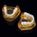 LBYLYH Adult Tooth Replica Model - Medical Dental Teaching Tool for Professionals - International Shipping Available - Buy Online on GoSupps.com