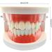 Standard Teeth Model Typodont - Ideal for Demonstration & Teaching | Children's Learning Tool - Buy Online on GoSupps.com
