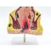 Human Anorectal Pathology Model Hemorrhoid Lesion Model Proctology Hemorrhoid Anal Fistula Lesion Model for Medical Teaching/Education Supplies - Buy Online on GoSupps.com