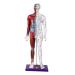 Male Human Body Model with Muscles for Pressure Acupuncture and meridians