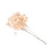 Zerodeko Apple Eucalyptus Bunch Eucalyptus Dried Flowers Flower Vase Dried Real Eucalyptus Branches Arreglos Naturales Wedding Ceremony Decorations Home D cor Spray Plant