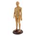 YIJU Human Acupuncture and Moxibustion Female Male Model Figurine Teaching Toys - 50CM Male Soft