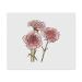2 x 'Pink Carnation Flowers' Microfiber Lens/Glasses Cloths (LC00020822)