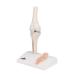 Buy 3B Scientific A85/1 Mini Knee Joint | Cross Section Bone Model | International Shipping | 3B Smart Anatomy - Buy Online on GoSupps.com