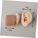 Tofficu 1 Pair Silicone Ear Picking Practice Tunnels | Simulated Auditory Meatus Model for Ear Display | Artificial Display Ear Mold - Silica Gel - Buy Online on GoSupps.com