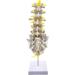 Human Spine Model - 1:1 Life Size Life Size Lumbar Spine Anatomical Model Lumbar Spine Model with Sacrum and Spinal Nerves for Osteopath Office and Student Study - Buy Online on GoSupps.com