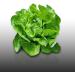 500 Seeds to sow Le Grenier d Abondance Appia Butter Lettuce Lactuca Sativa - Buy Online on GoSupps.com