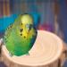 Round Wooden Springboard Parrot Perch Stand Toy - Small Parakeets, Cockatiels, Hamster (6cm) - Buy Online on GoSupps.com