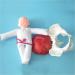 Slrmkk Female Pelvic Model for Birth Screening - Realistic Baby Pool & Removable Placenta Cord - Ideal Educational Tool for Anatomical Studies - Buy Online on GoSupps.com