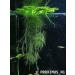 14x Dwarf Water Lettuce - Live Aquarium Floating Plant for Beginner - Buy Online on GoSupps.com