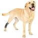 Knee Brace for Dogs Pair of Dog Rear Leg Braces Prevent Injuries and Sprains to Help with Arthritis Dog Kneepad (L) - Buy Online on GoSupps.com