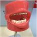 DYTAH Teeth Model - Dental Stomatology Training Head for Oral Hygiene | Healthcare Dentist Mold - Buy Online on GoSupps.com